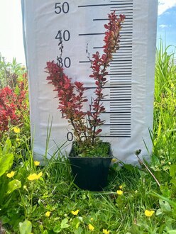 Барбарис Тунберга Ред Компакт (Red Compact)