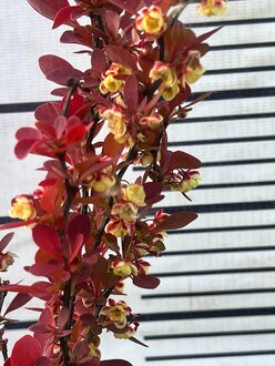 Барбарис Тунберга Ред Компакт (Red Compact)