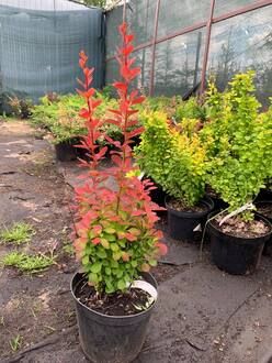 Барбарис Тунберга Ред Компакт (Red Compact)