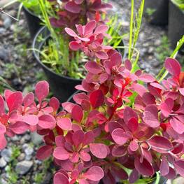 Барбарис Тунберга Ред Компакт (Red Compact)