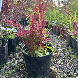 Барбарис Тунберга Ред Компакт (Red Compact)