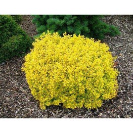 Барбарис Тунберга Эвита (Evita)