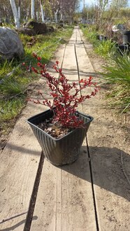 Барбарис Тунберга Оранж Алф (Orange Alf)