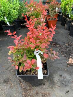 Барбарис Тунберга Оранж Алф (Orange Alf)