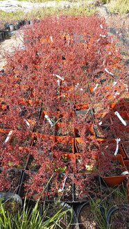 Барбарис Тунберга Оранж Алф (Orange Alf)