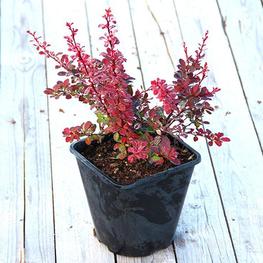 Барбарис Тунберга Розетта (Rosetta)