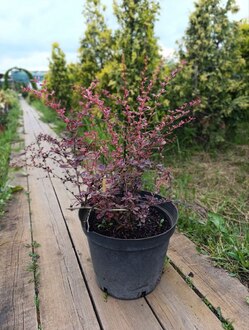 Барбарис Тунберга Розетта (Rosetta)