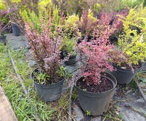 Барбарис Тунберга Розетта (Rosetta)