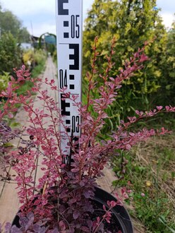Барбарис Тунберга Розетта (Rosetta)