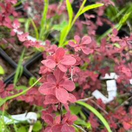 Барбарис Тунберга Розетта (Rosetta)