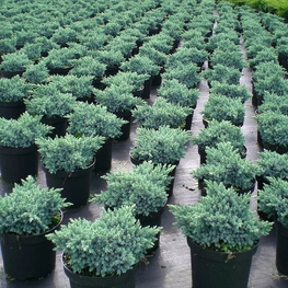 Можжевельник чешуйчатый Блю Стар (Blue Star)