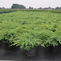 Можжевельник чешуйчатый Блю Швед (Blue Swede)