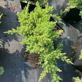 Можжевельник чешуйчатый Холгер (Holger)