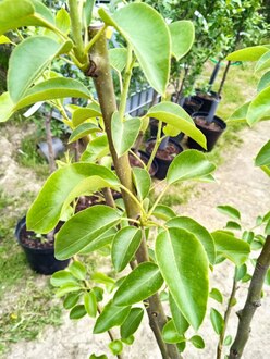 Груша "Памяти Яковлева"