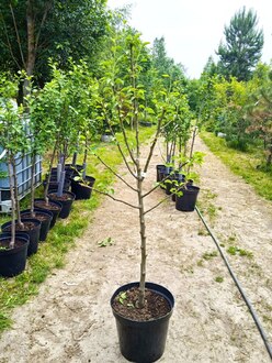 Груша "Памяти Яковлева"