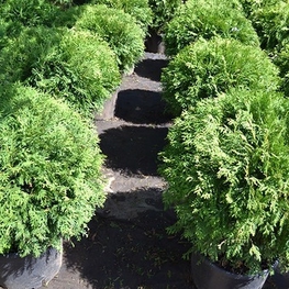 Туя западная Вудварди (Woodwardii)