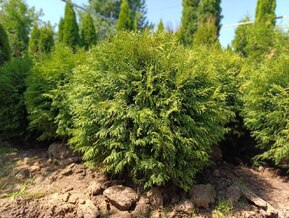 Туя западная Вудварди (Woodwardii)