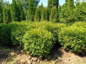 Туя западная Вудварди (Woodwardii)