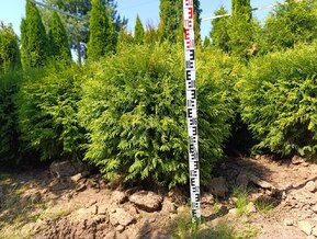 Туя западная Вудварди (Woodwardii)