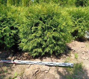 Туя западная Вудварди (Woodwardii)