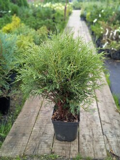 Туя западная Вудварди (Woodwardii)