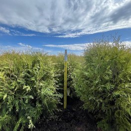 Туя западная Вудварди (Woodwardii)