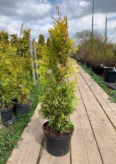 Туя западная Янтарь (Jantar)