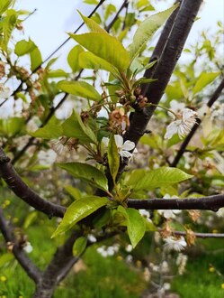 Черешня "Ипуть"