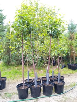 Черешня "Ипуть"