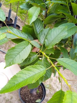 Черешня "Ипуть"