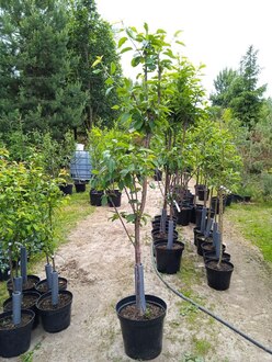 Черешня "Ипуть"