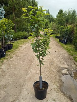 Черешня "Ипуть"