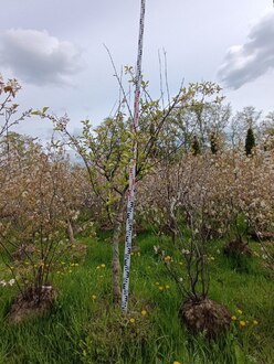 Черешня "Ипуть"