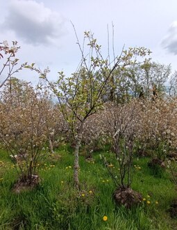 Черешня "Ипуть"