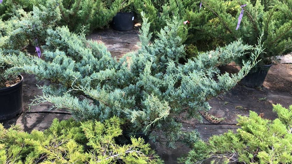 Можжевельник виргинский Грей Оул (Grey Owl)