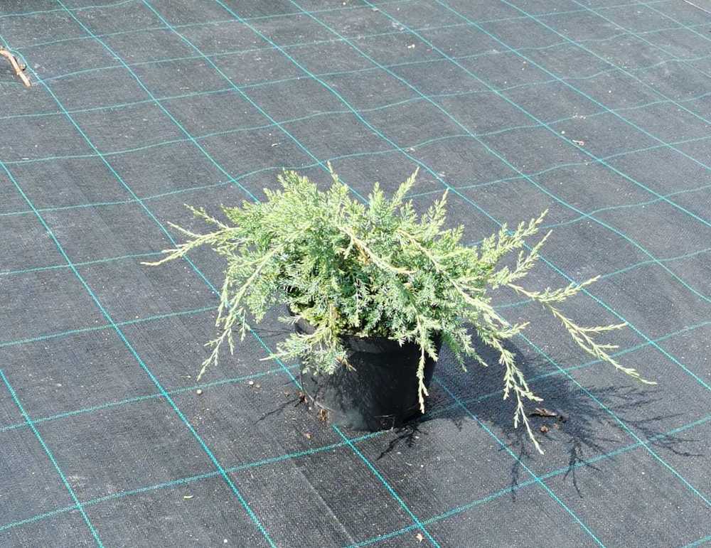 Можжевельник виргинский Грей Оул (Grey Owl)