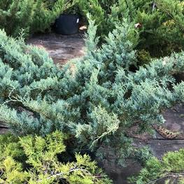 Можжевельник виргинский Грей Оул (Grey Owl)