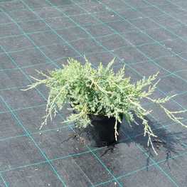 Можжевельник виргинский Грей Оул (Grey Owl)