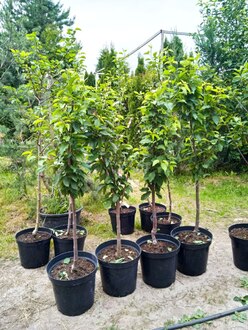 Черешня "Ревна"