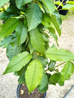 Черешня "Ревна"