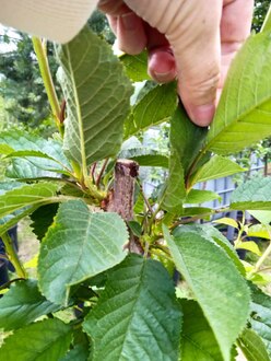 Черешня "Ревна"