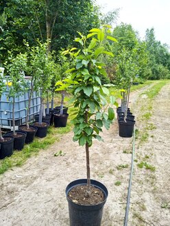 Черешня "Ревна"