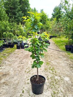 Черешня "Ревна"