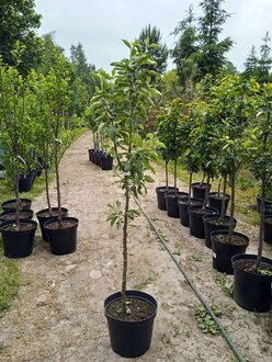 Яблоня "Грушовка Московская"