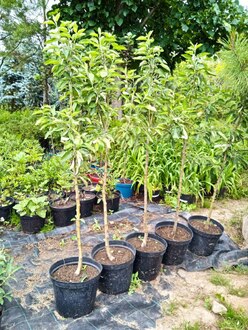 Яблоня "Грушовка Московская"