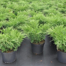 Можжевельник казацкий Юниперус сабина (Juniperus sabina)