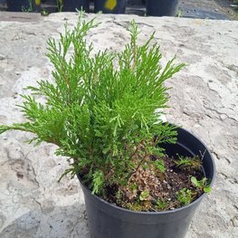 Можжевельник казацкий