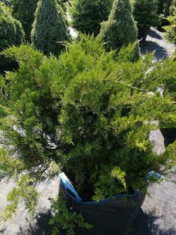 Можжевельник казацкий