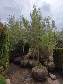 Яблоня "Коричное полосатое"