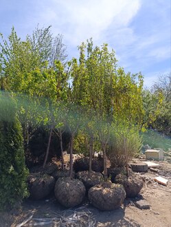 Яблоня "Коричное полосатое"